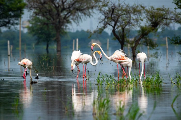 Flamingos wading in a wetland at Keoladeo National Park, Bharatpur