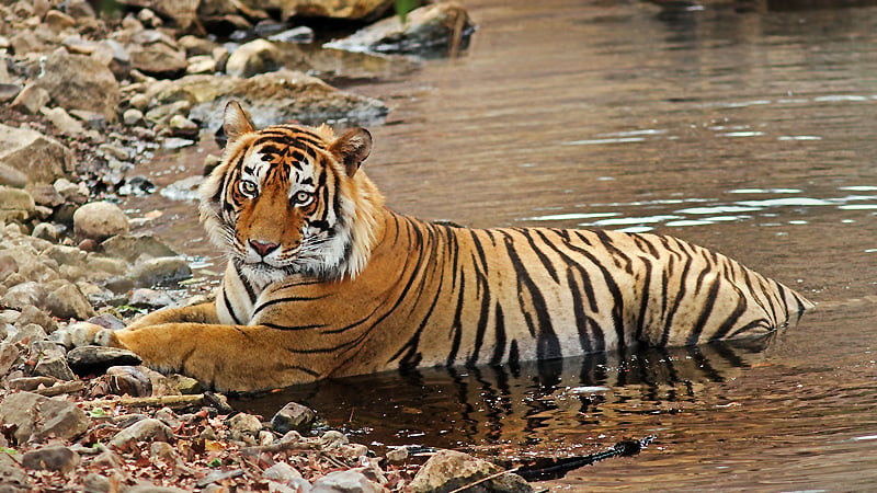 Bandhavgarh National Park