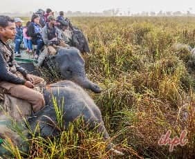 Elephant Safaris