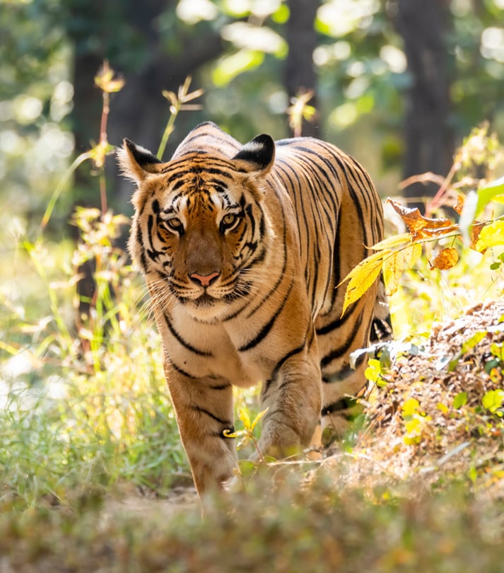 Golden Triangle with Ranthambore