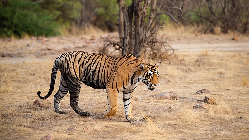 Ranthambore National Park