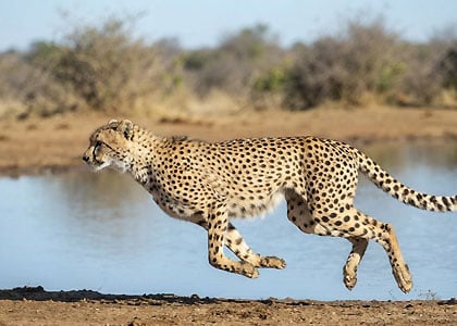 The Best of South Africa