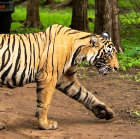 Golden Triangle with Wildlife