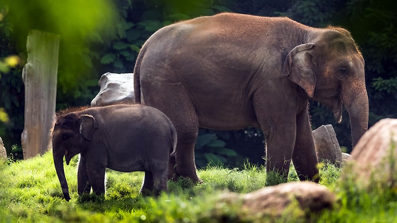 kabini river