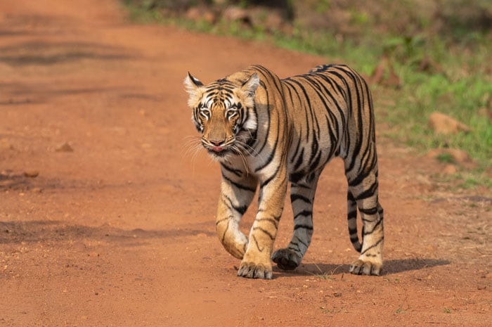 Royal Bengal tiger walking on a dirt track in Ranthambore National Park