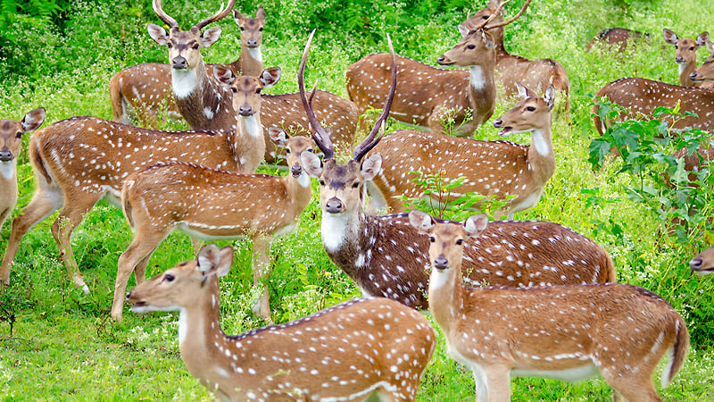 Bandipur National Park