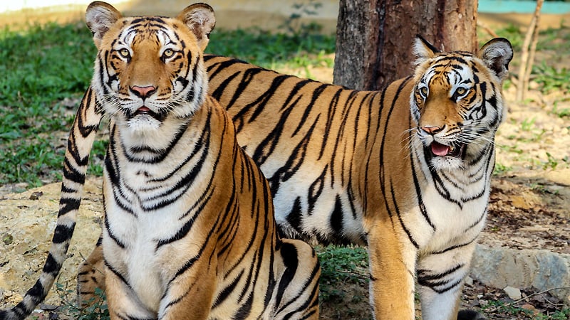 Bannerghatta National Park