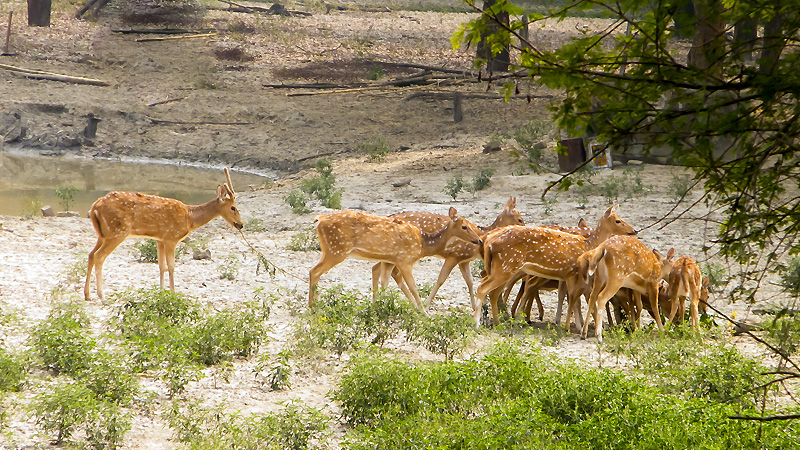 Bhadra Widlife Sanctuary in Karnataka