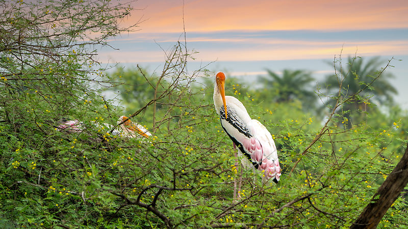 Keoladeo Ghanan National Park, Bharatpur