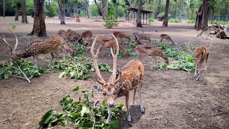 Cauvery Wildlife Sanctuary