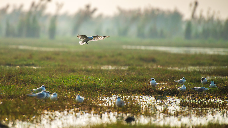 Chilika-Lake