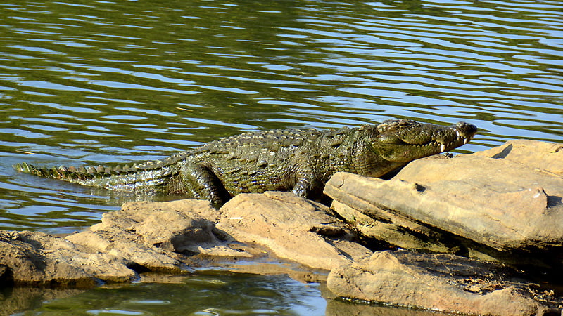 Dandeli Wildlife Sanctuary