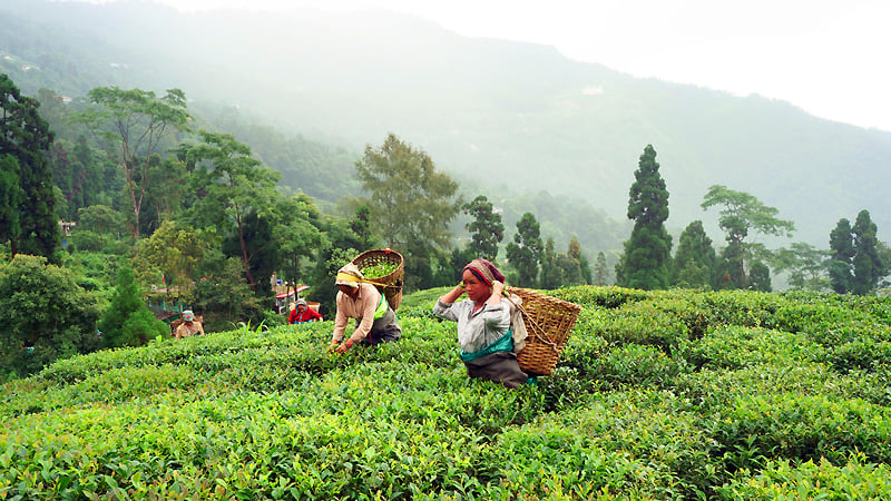 Toy Train in Darjeeling