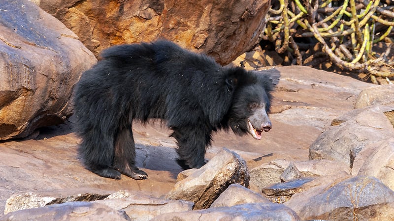 Daroji Wildlife Sanctuary