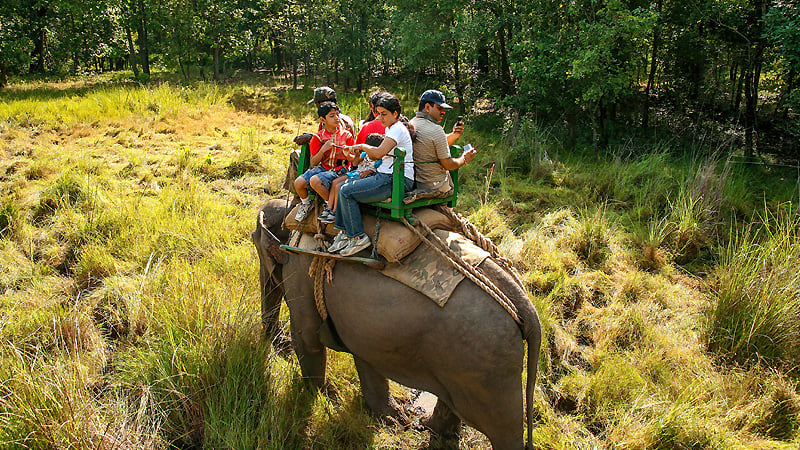 Elephant Safari in Bandhavgarh National Park