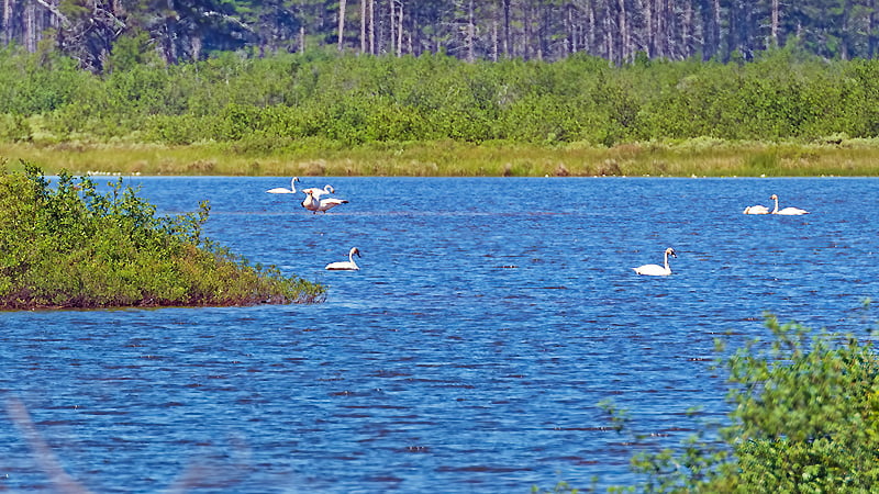 Gumti wildlife Sanctuary 