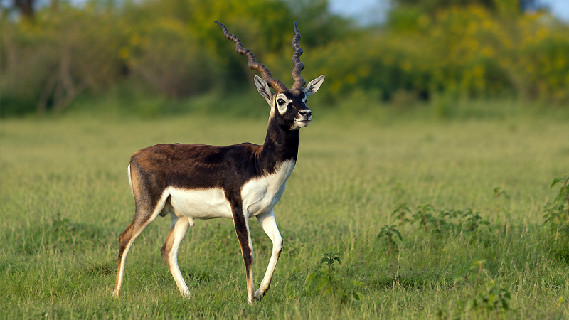 Jayamangali Wildlife Sanctuary