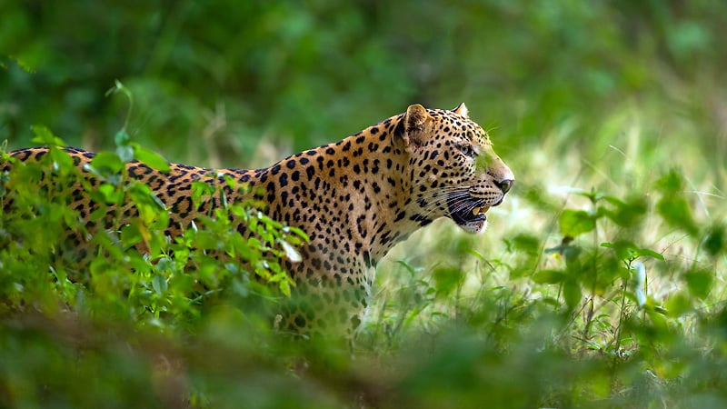 Kabini Wildlife Sanctuary