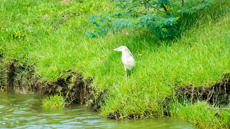 Kaundinya-Bird