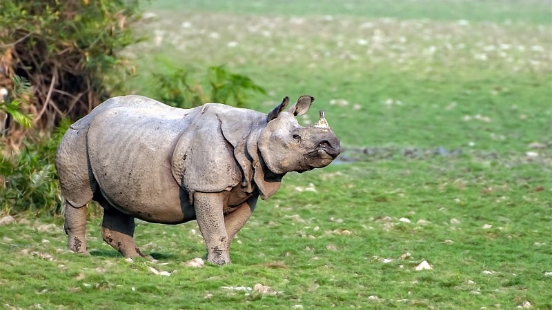One-horned Rhinoceros