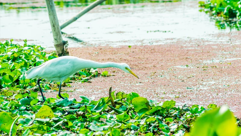 Kumarakom-Bird-Sanctuary