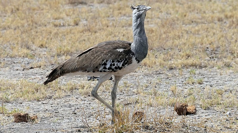 Kutch Great Indian Bustard Sanctuary