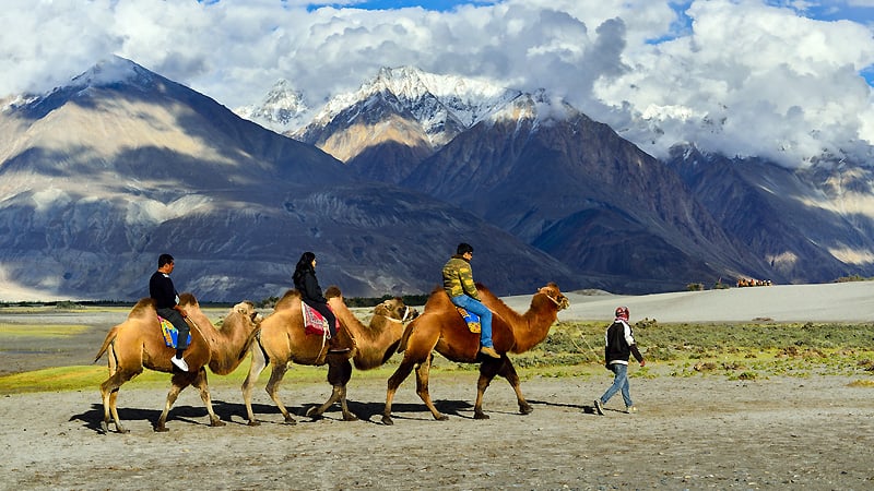 Camel safari in Ladakh