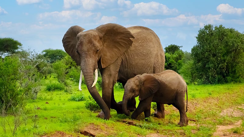 Elephant Safari at Manas National Park
