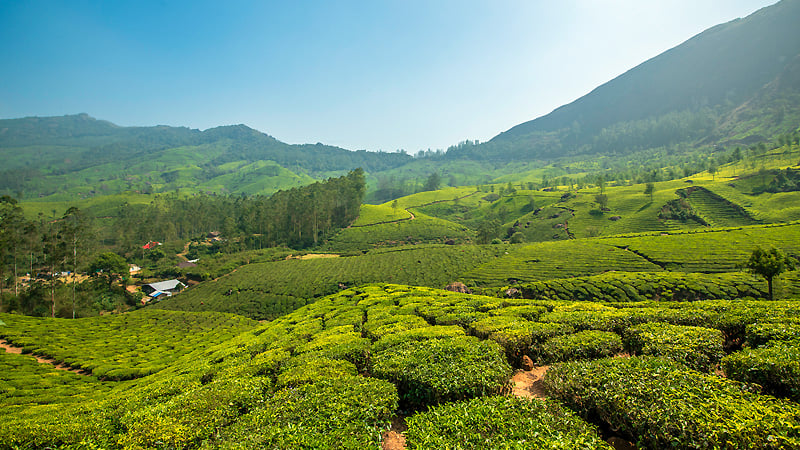 Munnar Tea Plantations