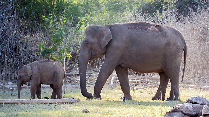Nagarhole National Park
