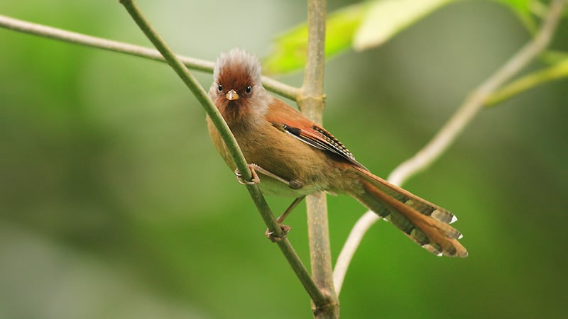 Namdapha National Park