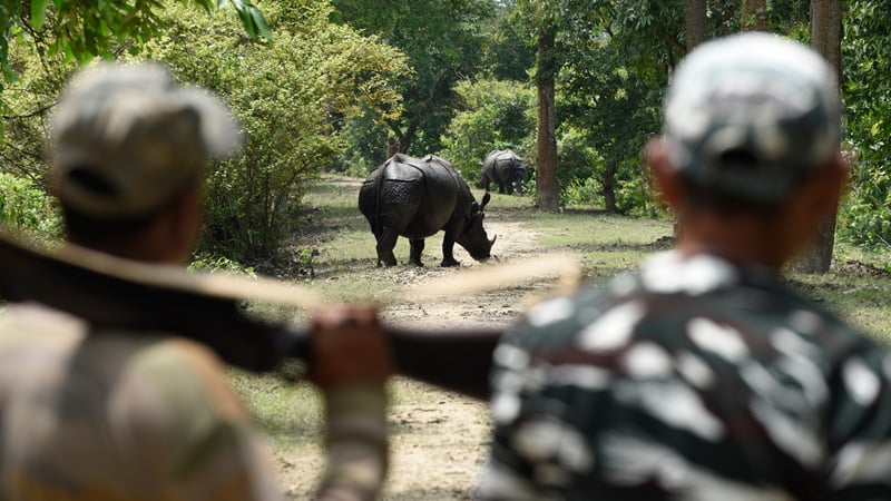 one horned rhino assam