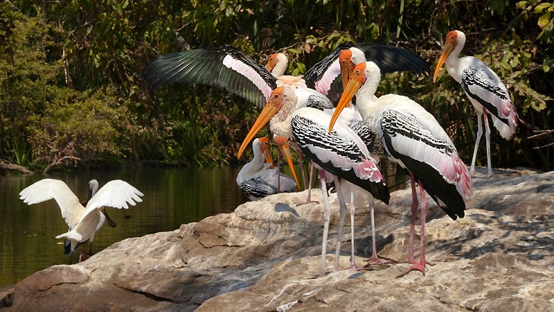 Ranganthittu Bird Sanctuary