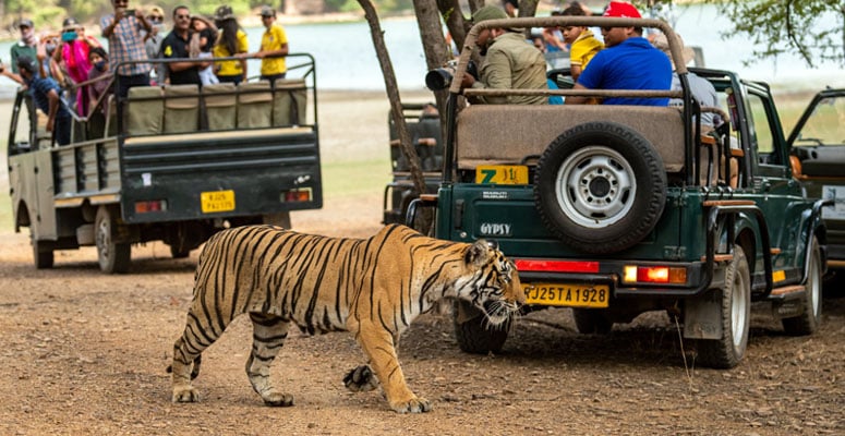 A Bengal tiger walking in front of safari gypsies with tourists inside Ranthambore National Park
