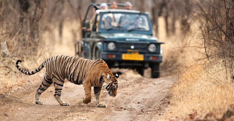 A Royal Bengal tiger walking along a dirt road in front of a safari gypsy carrying tourists
