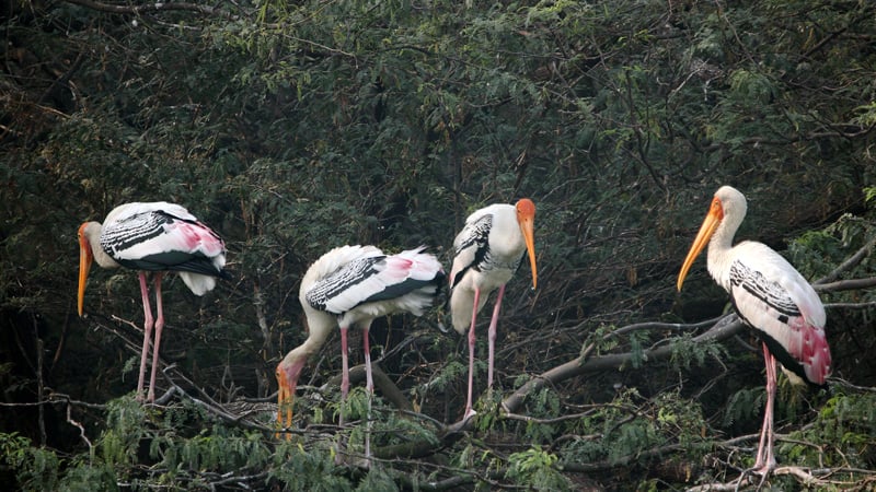 Sultanpur-Bird-Sanctuary