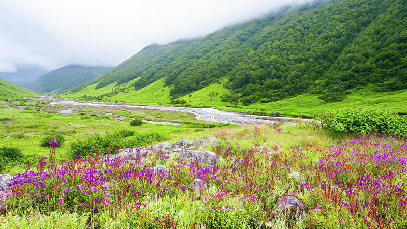 Enjoy trekking at Valley of Flower in Monsoon