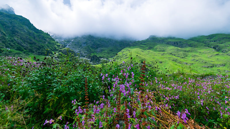 valley-of-flower-uk