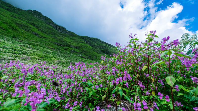 5 Reasons You Should Visit Valley of Flowers National park