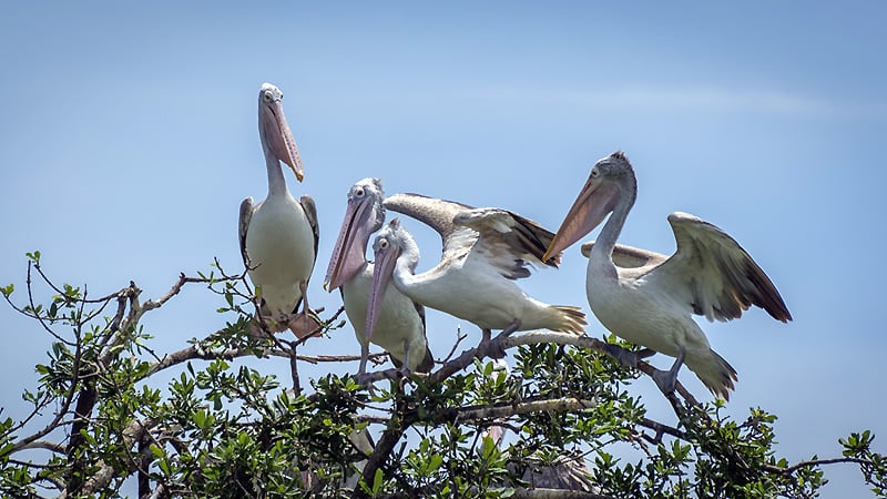 Vedanthangal-Bird