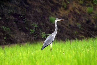 Kumarakom Bird Sanctuary