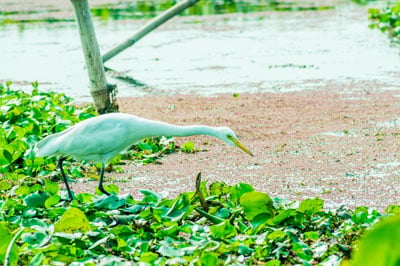 Kumarakom