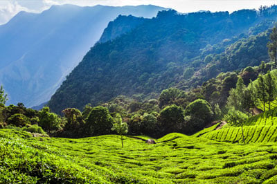Munnar Tea Hills