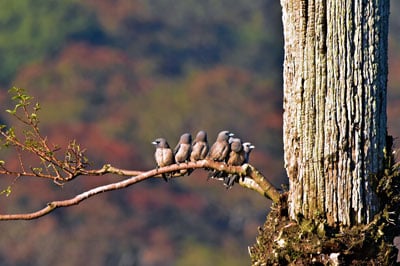 Periyar Tiger Reserve