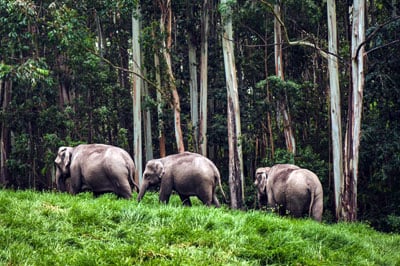 Periyar