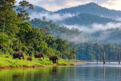 Thekkady Tour Packages