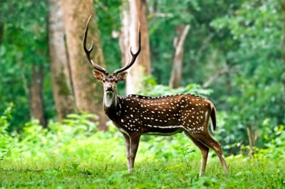 Wayanad