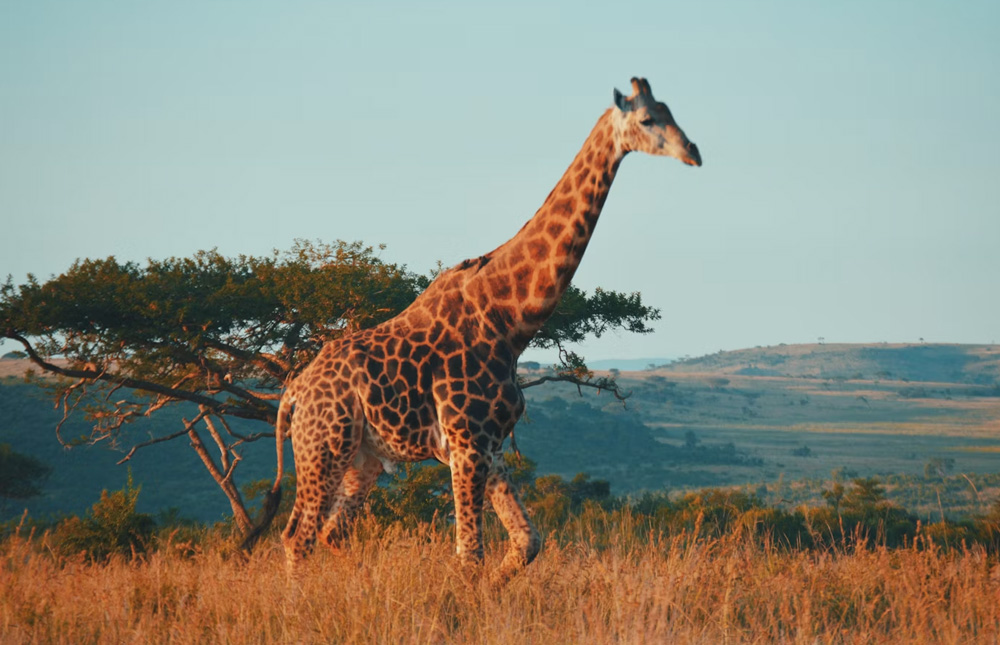 South Africa